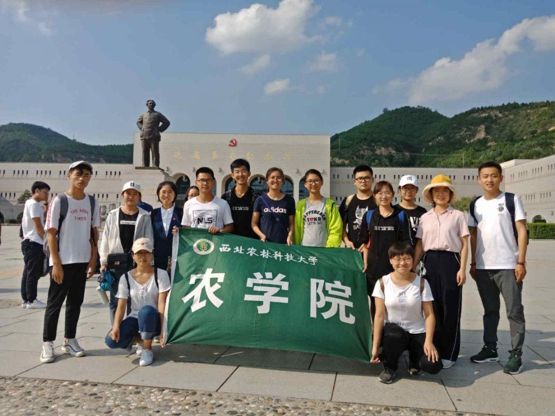 【行摄云南】大理巍山:玉兰花开春来早 古城赏花正当时